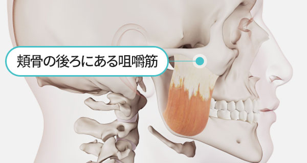 광대뼈 뒤에 있는 저작근